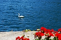 Lago di Como_237